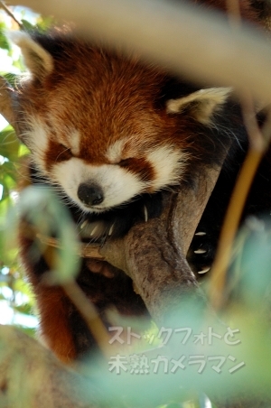 <b>大牟田市動物園</b>、レッサーパンダの寝顔 ストックフォトと未熟カメラマン