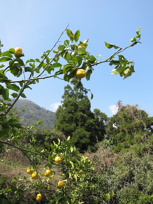 檸檬の木