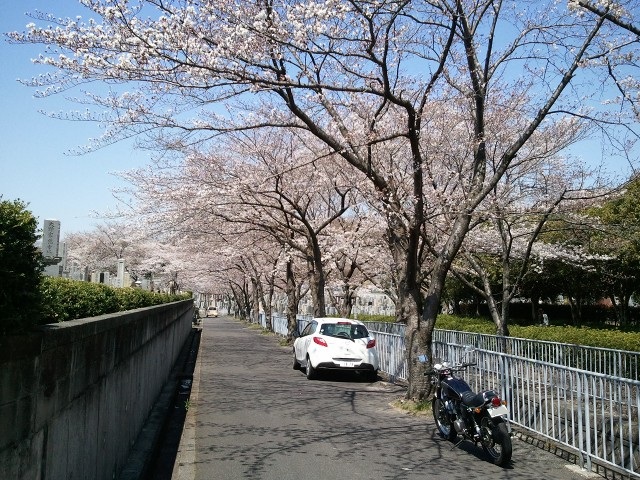 桜-平和公園