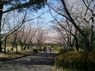 桜-平和公園