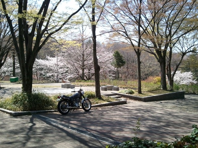 桜-茶屋ヶ坂公園