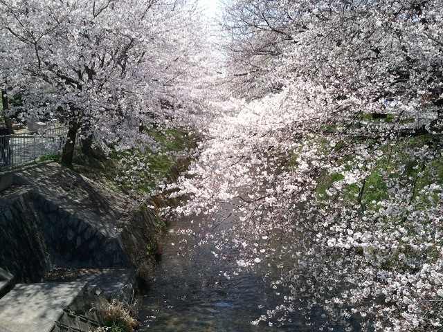 桜-御用水