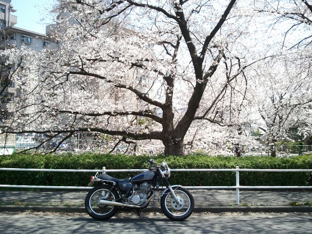 桜-御用水