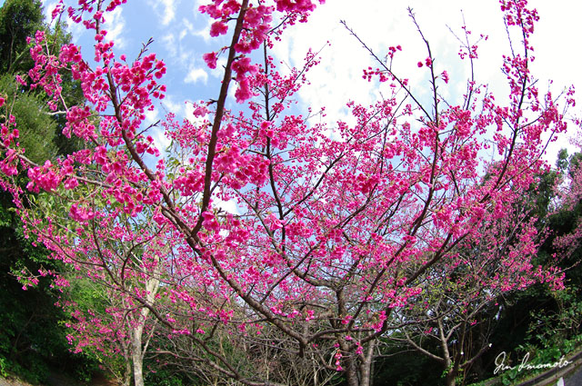 緋寒桜（奄美自然観察の森）