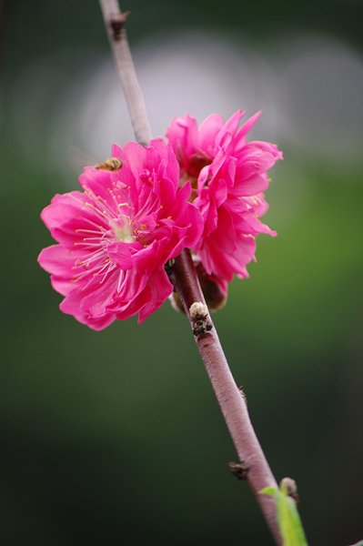 早咲きの桃の花