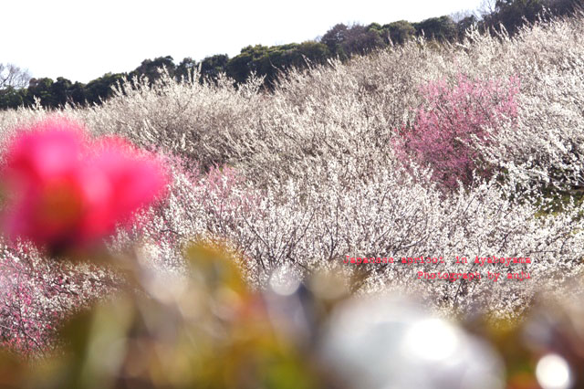 春を呼ぶ２万本の梅　綾部山梅林（あやべやまばいりん）　兵庫県たつの市