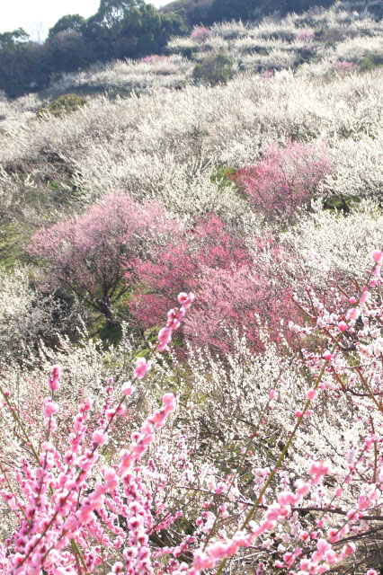 春を呼ぶ２万本の梅　綾部山梅林（あやべやまばいりん）　兵庫県たつの市