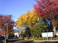 赤や黄色の木の葉が風に舞っていました
