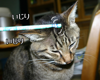 鉛筆いじり猫110531b