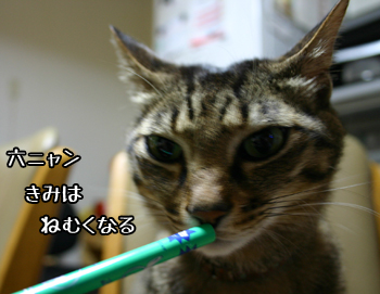 鉛筆いじり猫110531e