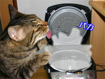 炊飯器猫110620b