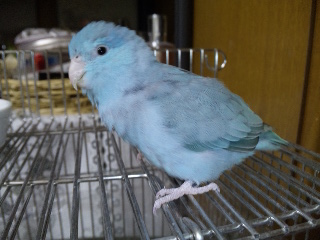 いつも元気な青い鳥