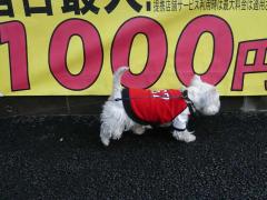 １０００円の白犬