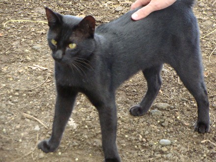 black cat 17