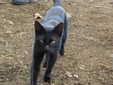 black cat 17