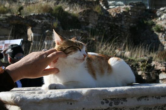 トルコの猫2