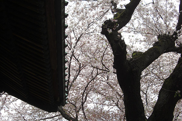 祐天寺の桜 2010