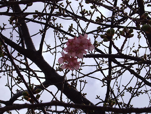 庭の河津桜！