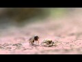 Ant vs Spider