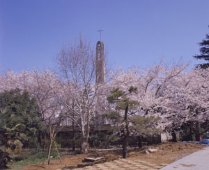 立教新座キャンパス桜