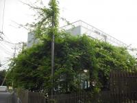 埼玉県さいたま市 庭師 植木屋 造園業 さいたま市緑区 藤棚のフジ 剪定