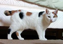 220px-Manx_breed_cat_named_Inkku.jpg