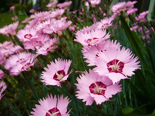 タツタナデシコ　花　（１）