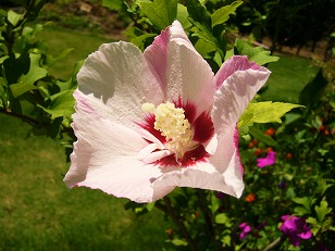 ムクゲ　花　（１）