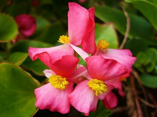 ベゴニア　花　（２）