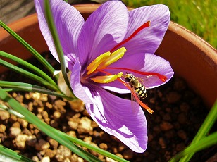 サフラン　花　ハチ