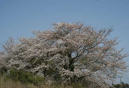 畑の端にあった桜