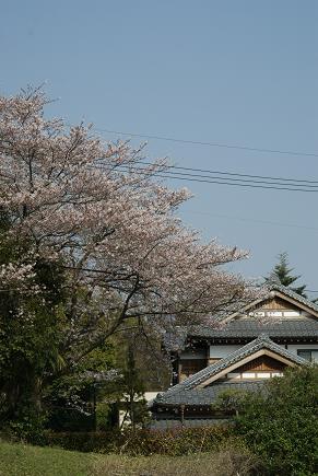 民家の桜