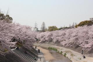 山崎川の桜です。