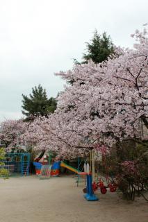 幼稚園の桜です。