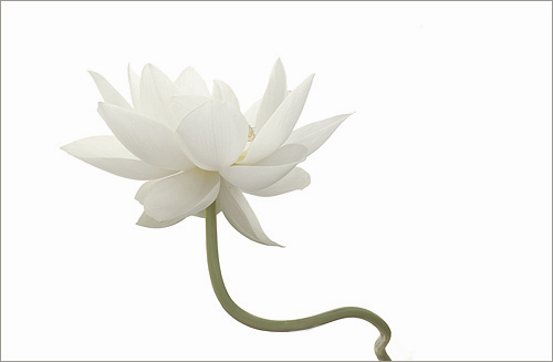 white lotus16