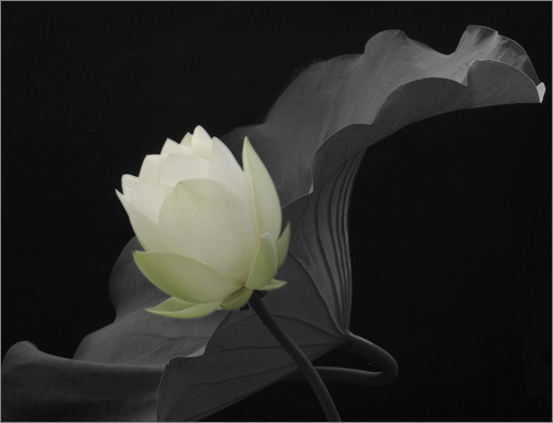 white lotus17