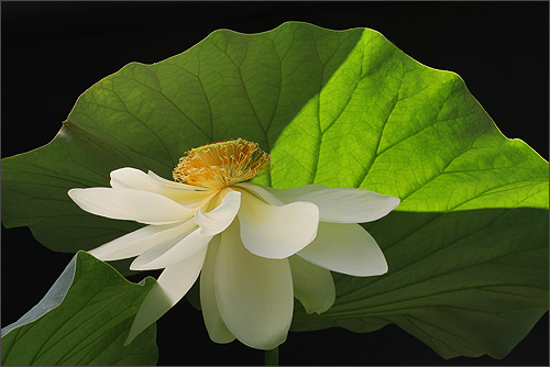 lotus flower15