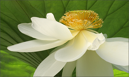white flower8