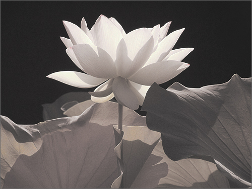 white lotus20