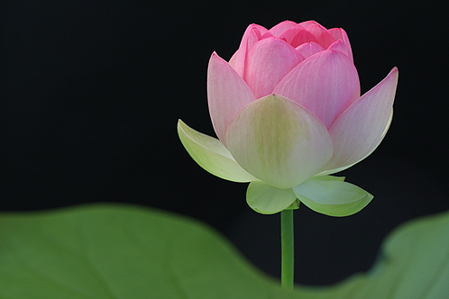 pink lotus28