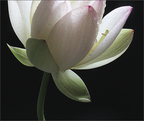 lotus flower16