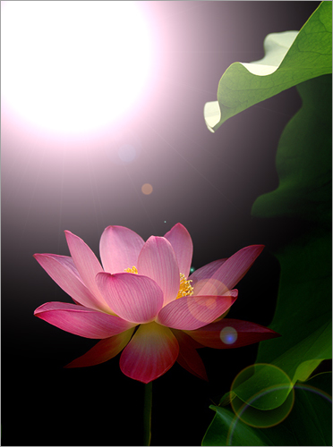 pink lotus30