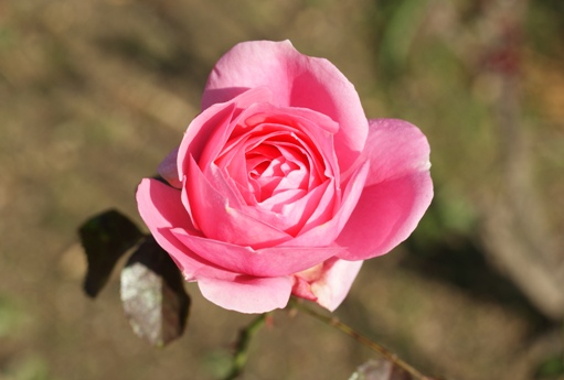 ピンクの薔薇・秋