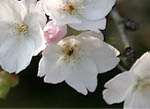 桜150