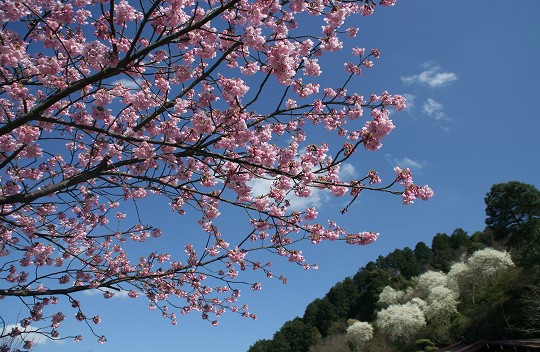 内山緑地の桜とハクモクレン