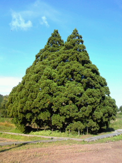 鮭川村のトトロの木