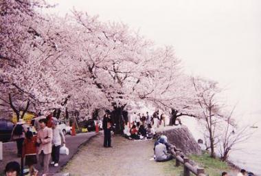 海津大崎の桜2