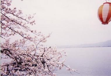 海津大崎の桜4