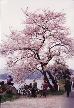 海津大崎の桜5