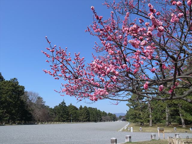 京都御苑さんの梅